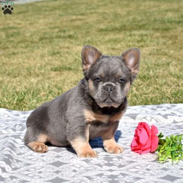Charger, French Bulldog Puppy