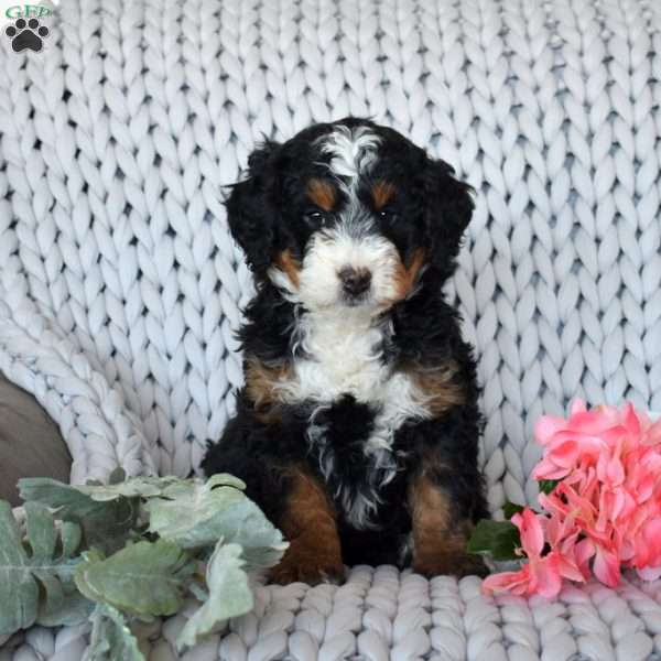 Charger, Mini Bernedoodle Puppy