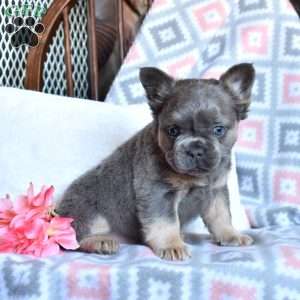 Charger, French Bulldog Puppy