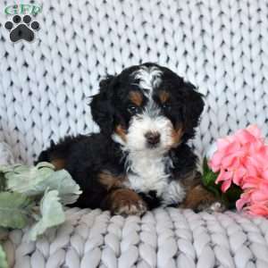 Charger, Mini Bernedoodle Puppy