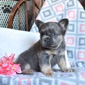 Charger, French Bulldog Puppy
