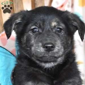 Charger, Golden Retriever Mix Puppy