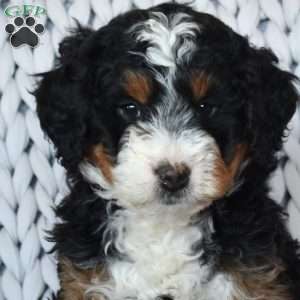 Charger, Mini Bernedoodle Puppy
