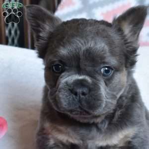 Charger, French Bulldog Puppy