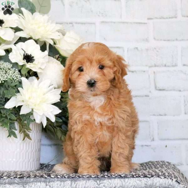 Charlie, Cavapoo Puppy