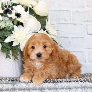 Charlie, Cavapoo Puppy