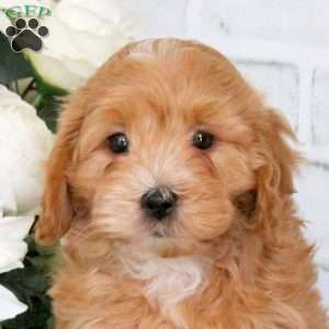 Charlie, Cavapoo Puppy