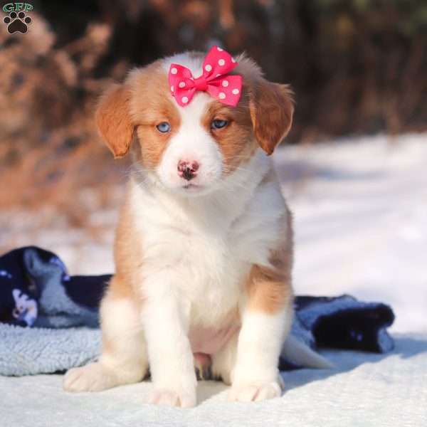 Charlotte, Mini Bernedoodle Puppy