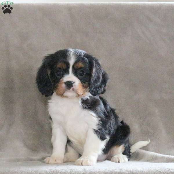 Charlotte, Cavalier King Charles Spaniel Puppy