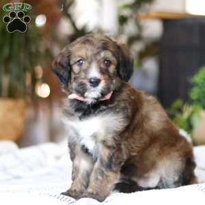 Charm, Bernedoodle Puppy