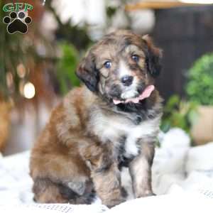 Charm, Bernedoodle Puppy