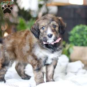 Charm, Bernedoodle Puppy