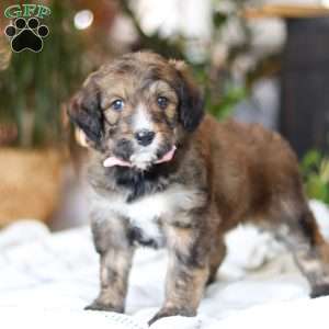 Charm, Bernedoodle Puppy