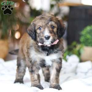 Charm, Bernedoodle Puppy