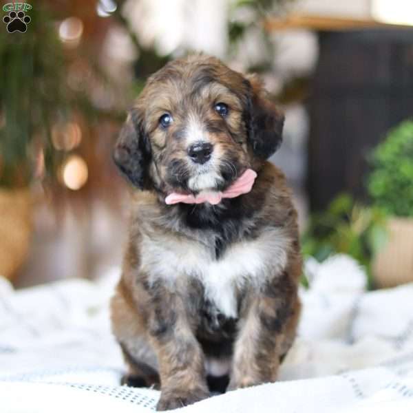 Charm, Bernedoodle Puppy