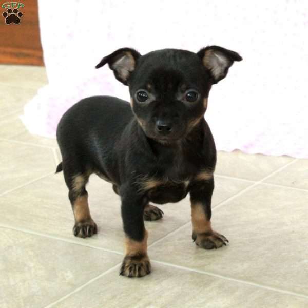 Charming Cathy, Chihuahua Puppy