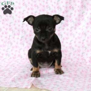 Charming Cathy, Chihuahua Puppy