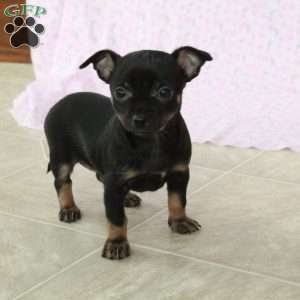 Charming Cathy, Chihuahua Puppy