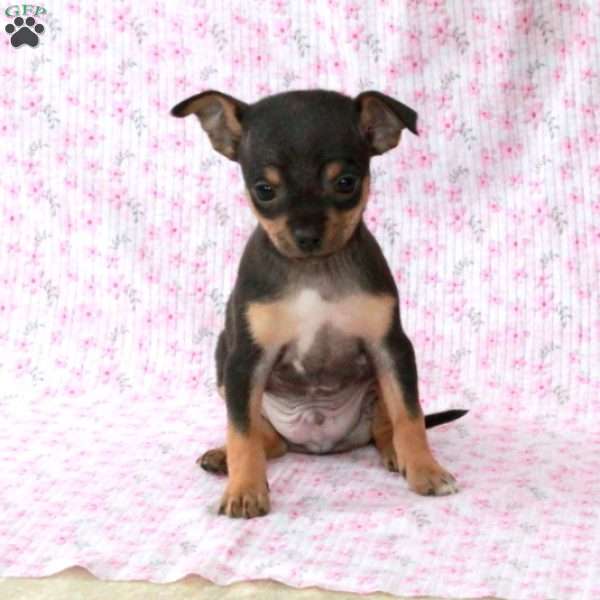 Charming Chipper, Chihuahua Puppy