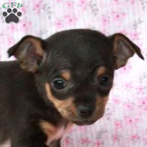 Charming Chipper, Chihuahua Puppy