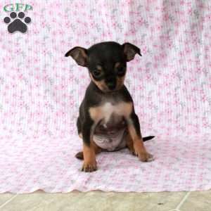 Charming Chipper, Chihuahua Puppy
