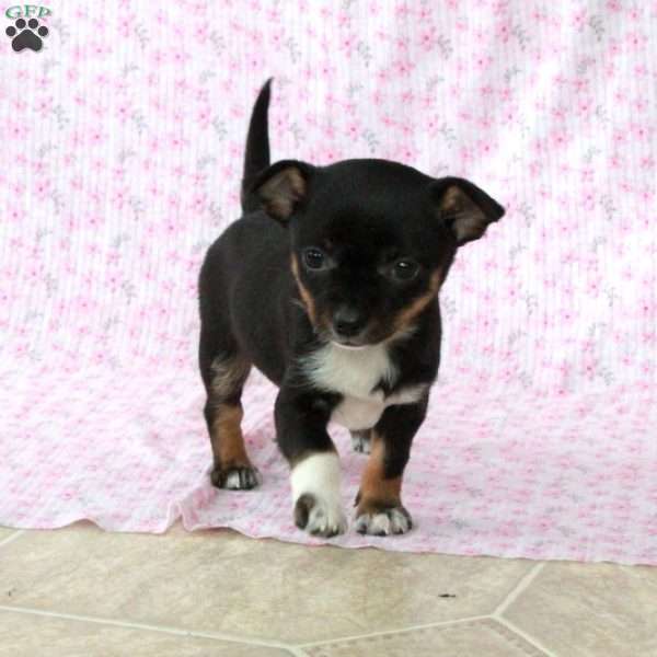 Charming Kate, Chihuahua Puppy