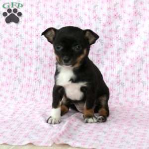 Charming Kate, Chihuahua Puppy