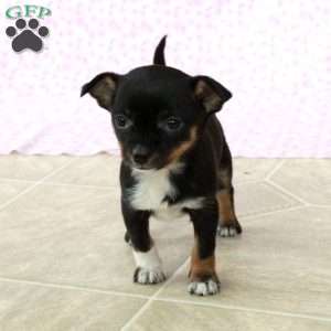 Charming Kate, Chihuahua Puppy