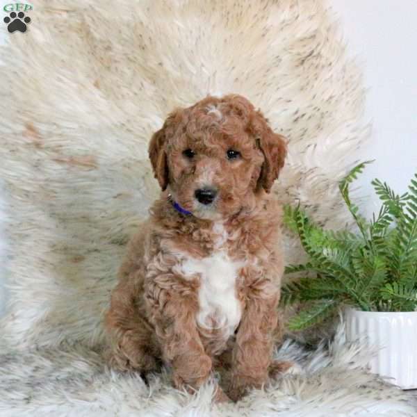 Chase, Mini Labradoodle Puppy