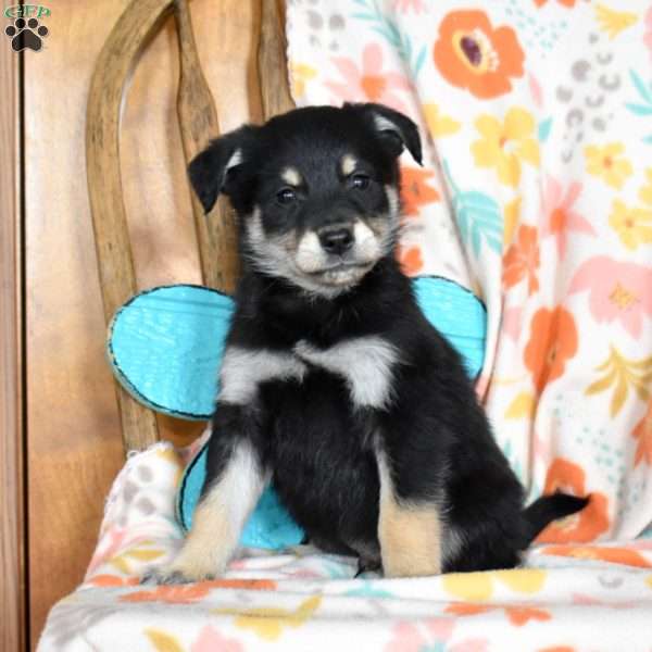 Chase, Golden Retriever Mix Puppy