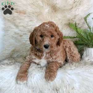 Chase, Mini Labradoodle Puppy