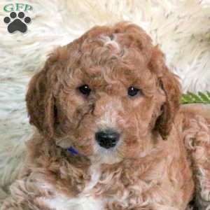Chase, Mini Labradoodle Puppy