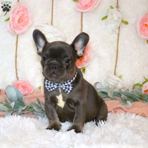 Chaser, French Bulldog Puppy
