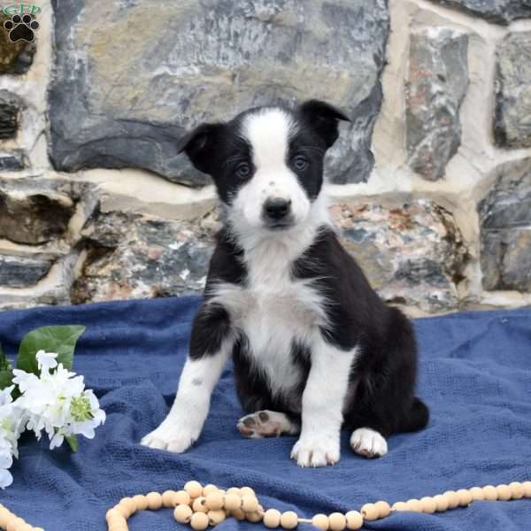Checkers, Border Collie Puppy