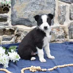 Checkers, Border Collie Puppy