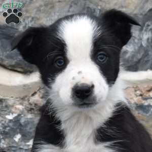Checkers, Border Collie Puppy
