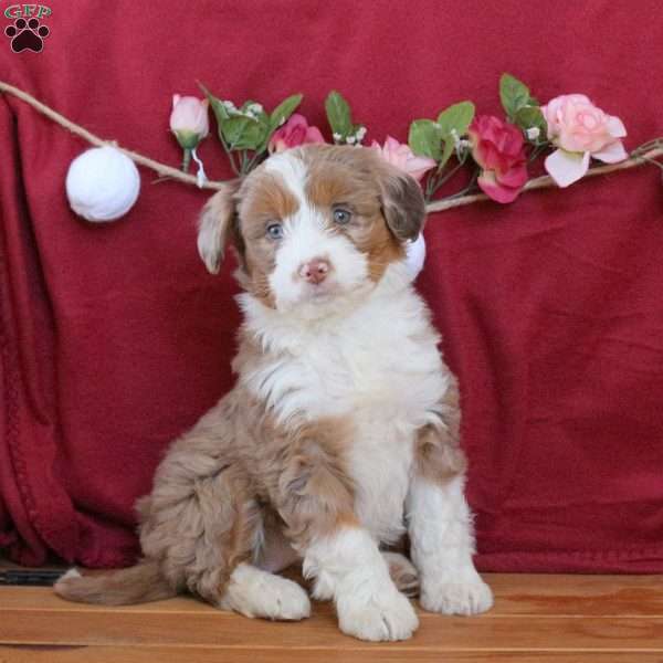 Cherry, Mini Aussiedoodle Puppy