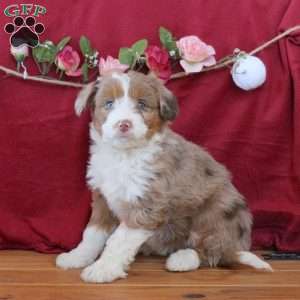 Cherry, Mini Aussiedoodle Puppy