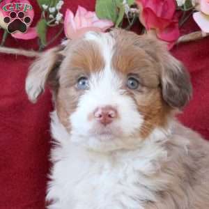 Cherry, Mini Aussiedoodle Puppy