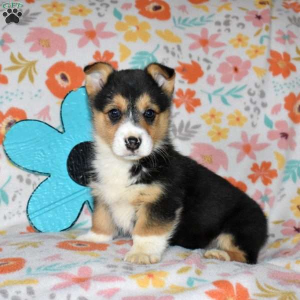 Chex, Pembroke Welsh Corgi Puppy