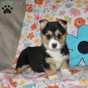 Chex, Pembroke Welsh Corgi Puppy