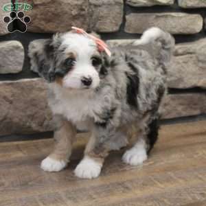 Cheyanne, Mini Bernedoodle Puppy