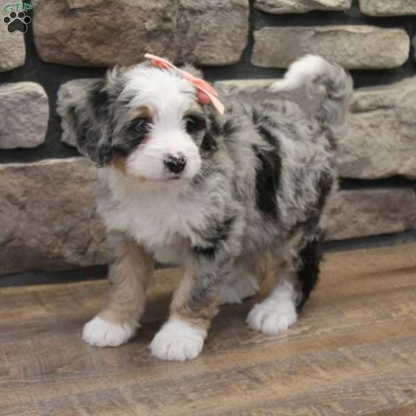Cheyanne, Mini Bernedoodle Puppy