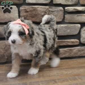 Cheyanne, Mini Bernedoodle Puppy