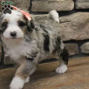 Cheyanne, Mini Bernedoodle Puppy