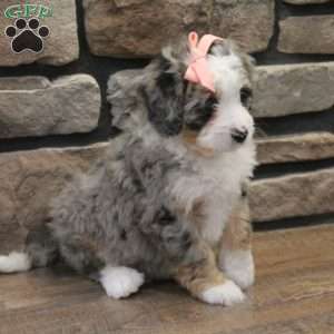 Cheyanne, Mini Bernedoodle Puppy