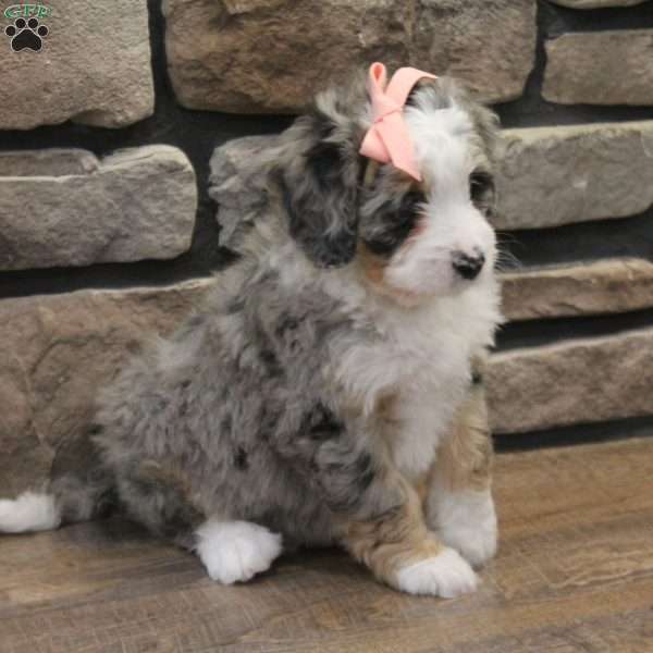 Cheyanne, Mini Bernedoodle Puppy