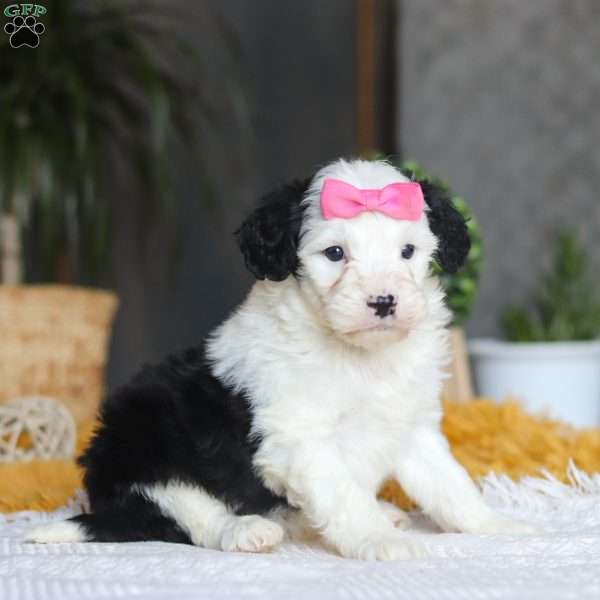 Chica, Mini Sheepadoodle Puppy