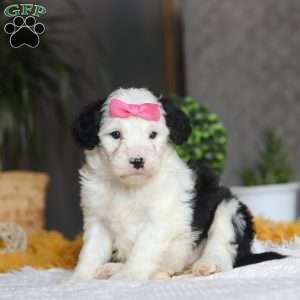 Chica, Mini Sheepadoodle Puppy