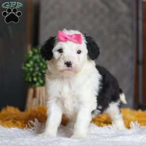 Chica, Mini Sheepadoodle Puppy